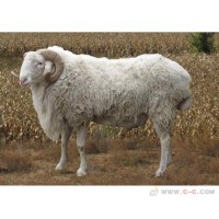 求購(gòu)小尾寒羊價(jià)格 同慧 山東小尾寒羊養(yǎng)殖基地 正規(guī)養(yǎng)殖場(chǎng)
