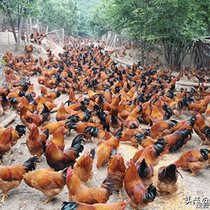 陜西安康求購淘汰公雞500只
